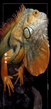 Дверь с фотопечатью №7